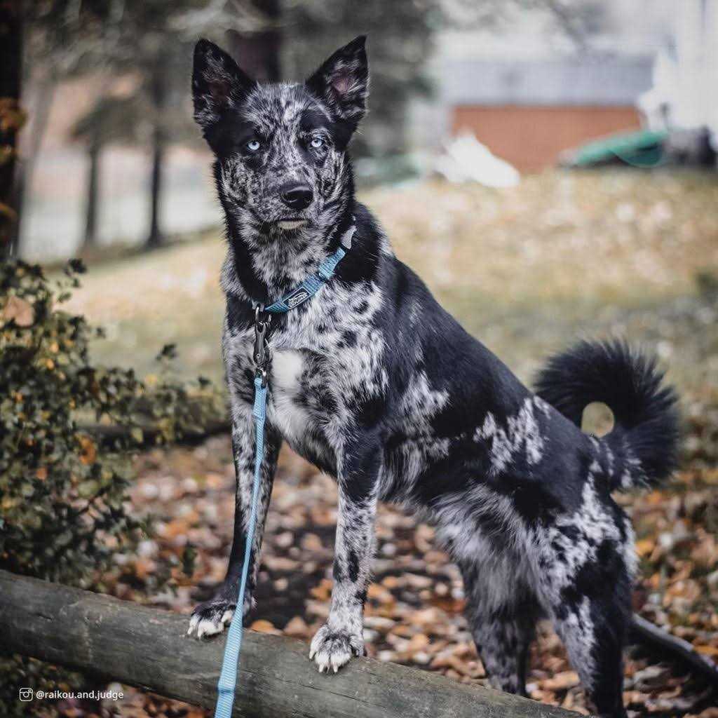 Reflective Adjustable Dog Collar W204