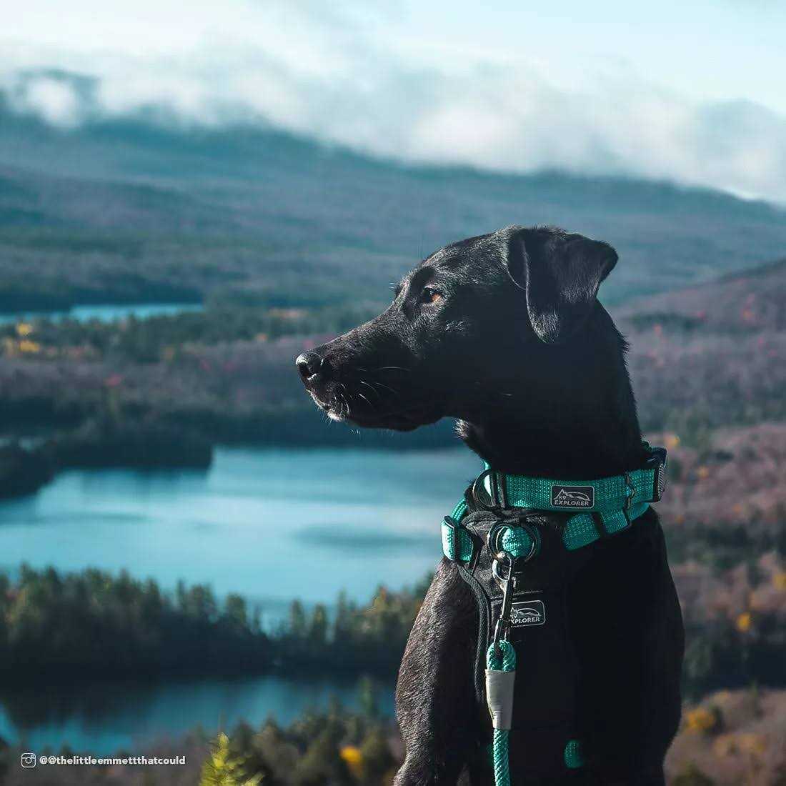 Reflective Adjustable Dog Collar W204