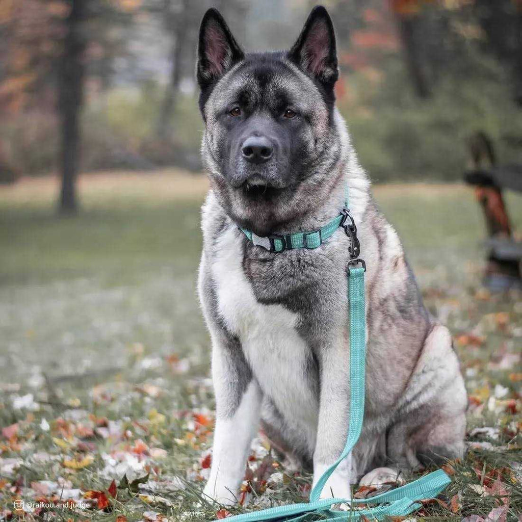 Reflective Adjustable Dog Collar W204