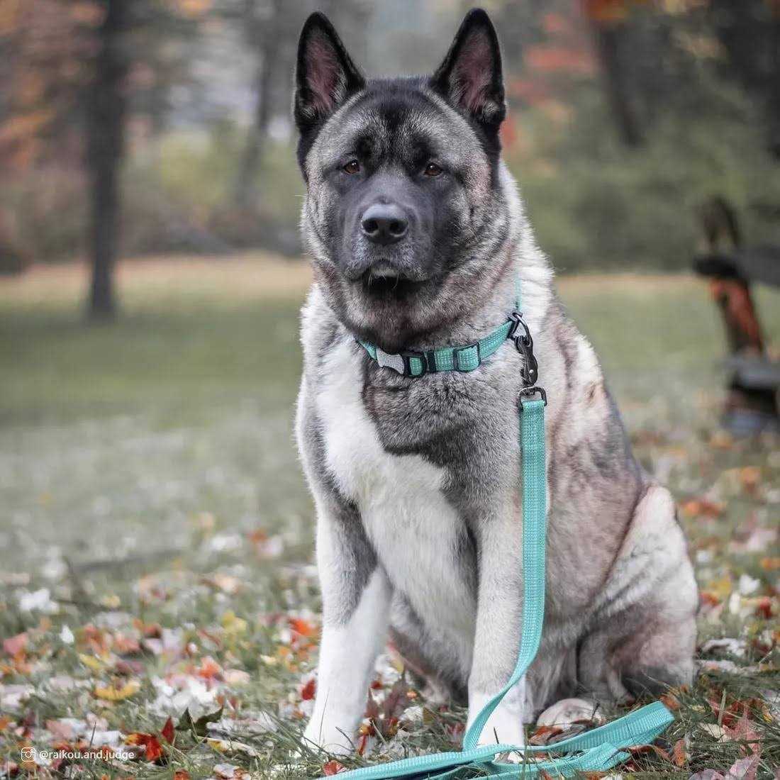 Reflective Adjustable Dog Collar W204